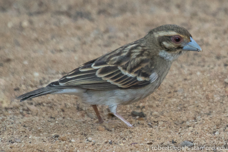 passerine